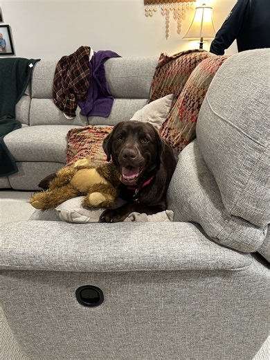 ***Special Challenge for Teddy's Surgery!*** "Hi everybodies! I'm so happy I can't stop squeaking! On Tuesday and Wednesday, funds raised for my surgery will be matched by an A-NONY-MOUSE donor up to $1500! So please click the DONATE button and thank you!" | Lake Erie Labrador Retriever Rescue, Inc.