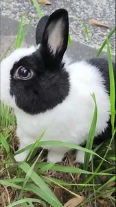 Suao bunny walker🐰 #うさぎパパ #dailyvlog #bunny #rabbit #mybunny #ekmotahathighumechala #cute