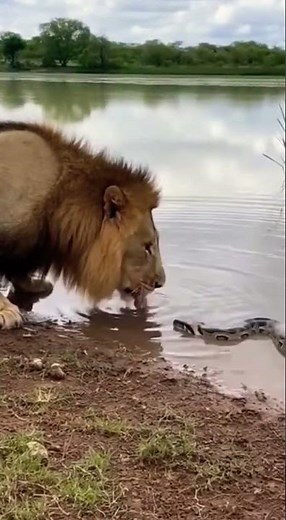 Giant Python vs Lion — Caught on Camera 😱 part 07 #Shorts #Python #Lion #Wildlife #CaughtOnCamera