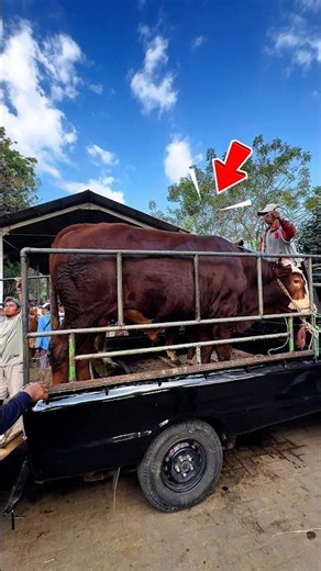 SAPI BELUM TURUN😡CAK HOR BERANINYA 34 JUTA #transaksi #sapi #super #jumbo #heboh #viral #fyp #crazy