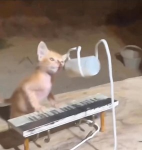 cat singing creep by Radiohead | I listen to music more than i listen to people