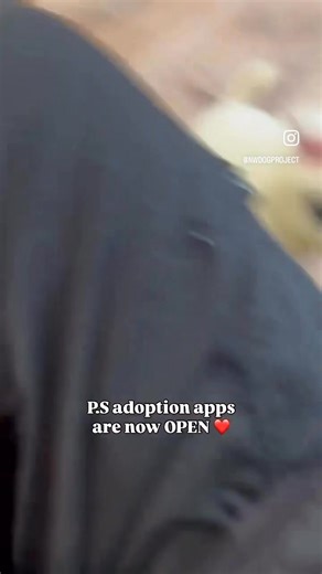 3.3K views · 96 reactions | Adorable, hilarious, puppy chaos ❤️ Apps...