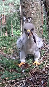 #nature #bird #birdwatching #birdlife | Million Viewer