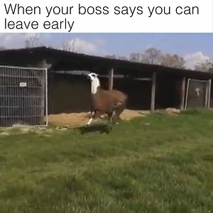 79K views · 770 reactions | When your boss says you can leave early | DHgate | Facebook