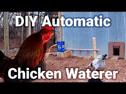 DIY Automatic Chicken Waterer: Easy Setup with Bucket & PVC Pipes | Techstead Life Tutorial