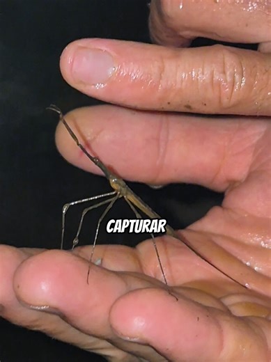 ¿UNA MANTIS ACUÁTICA? 👀😱