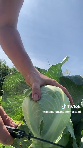 🥬 Wanna see what it looks like to glean a cabbage patch after the harvest? — Today my kids & I gleaned 150 pounds of cabbage & 345 pounds of sweet corn and delivered it to the local homeless shelter. 🌽 We get to do things like this every week from June-October with the Society of St. Andrew… …But we need help! If you are in West TN, sign up as a volunteer to help feed hungry families in the area. If you are not in West TN, see if there is a gleaning coordinator near you. #societyofstandrew #gl