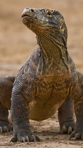 250K views · 16K reactions | The komodo dragon. #dragons #komodo #komododragon #komorodindonesia #nationalgeographic #intothewild #indonesia #worldwildlife #protectendangeredspecies #oneset #indianwildlifeofficial #bbcearth #bbcwildlife #natgeowild #natureguardians #natgeoindonesia #discoverearth #discovery #animalplanet #animalworld #wildlifeprotection #wildanimals #wildworldfriend | Vivek Mandya C | Facebook