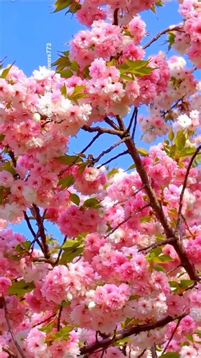🌼 Nature's Most Beautiful Flowers "