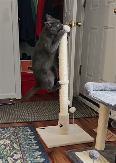 Jazz leaps on top of his scratching post #cat