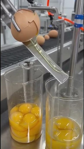 "How Machines Separate Egg Yolks and Whites – Inside a Modern Factory!"