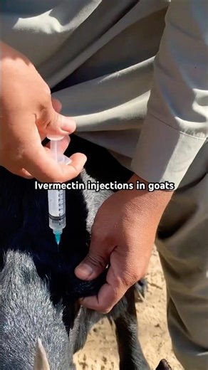 Ivermectin injection in goats #shorts