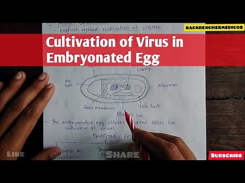 Cultivation of viruses in Embryonated Egg l microbiology