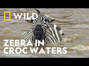 Zebra’s Fate in Croc-Infested Waters | Croc Wars | National geographic WILD UK