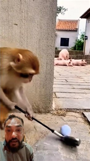 Funny monkey, play golf #funny #animals #monkey #tranding