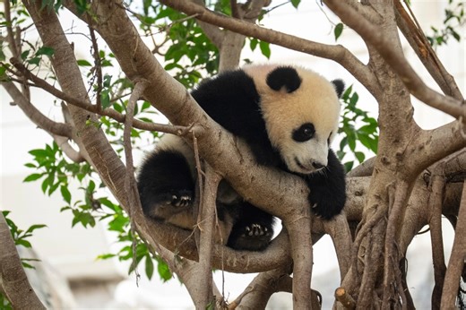 Atlanta Zoo to welcome two new giant pandas