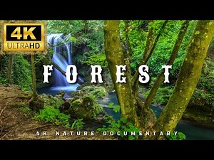 The Secret Life of Forests | 4K Ultra HD Nature Documentary