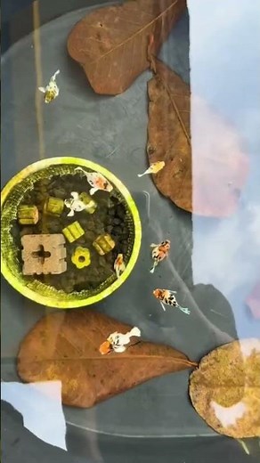 Molly Fish — The Friendly Beauty of the Aquarium 🐟✨