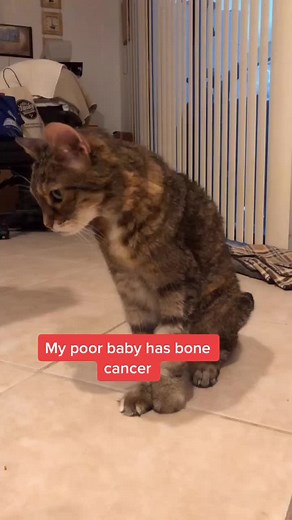 My poor baby😭😭💔 #fyp #catsoftiktok #furbaby #lgbt #florida #catlover #16yearsold #bestfriend #bonecancer #sad #gaytiktok