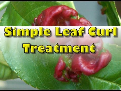 How To Treat Leaf Curl in Peaches (Best Treatment)
