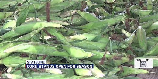 Stateline corn stands open up for sweet corn season