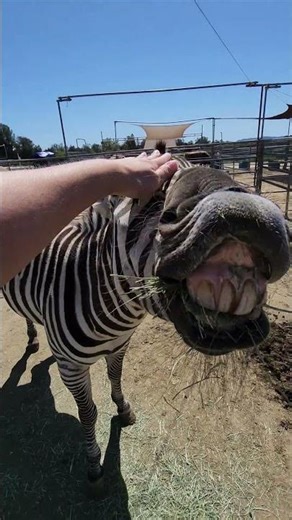 Playing with a Zebra!