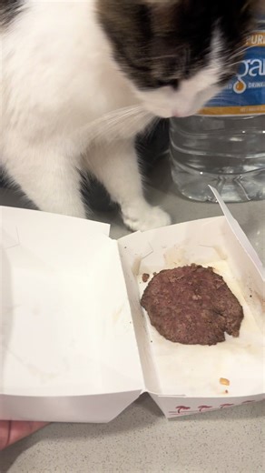 Cat eating in-n-out 🤤 #viral #fyp #foryoupage #catsoftiktok #innout