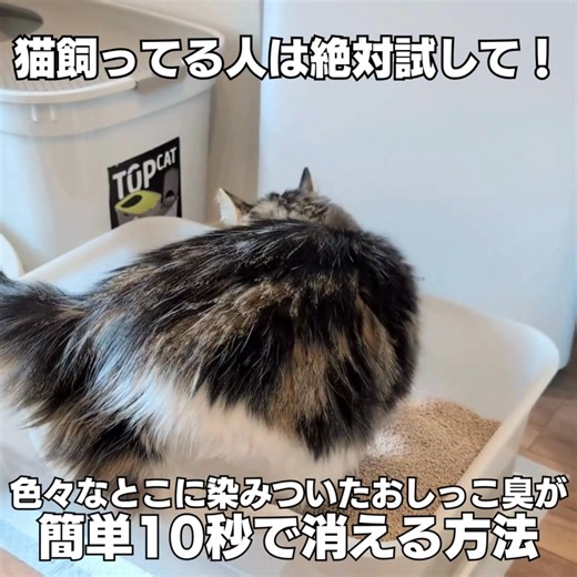 【めっちゃ効果あった】猫の染みついたおしっこ臭を簡単10秒で消す方法！ | ねこのキモチ