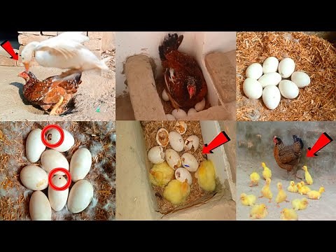 How do chickens hatch from duck eggs? || The hen hatched seven chicks from the duck's seven eggs