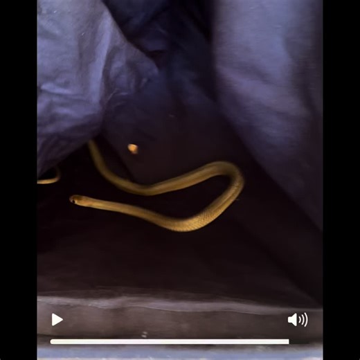 Even the smallest of venomous snakes, like this juvenile eastern brown can be a pretty stressful visitor to have. We’re glad they called us so we could safely relocate it somewhere appropriate, away from the big, scary humans 😄🐍 Everyone wins. #SnakeRelocation #EasternBrown #WildlifeRescue #ReptileZooLife #VenomousButImportant