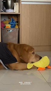Samahan niyo kami mag-ek-sir-sighz ni Mr. Quack Quack the Quacking Duck Toy! 😴🐤 #Bokki #goldenretriever | Maeil with Bokki