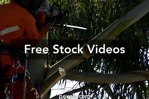 Tree Surgery Videos, Download The BEST Free 4k Stock Video Footage & Tree Surgery HD Video Clips