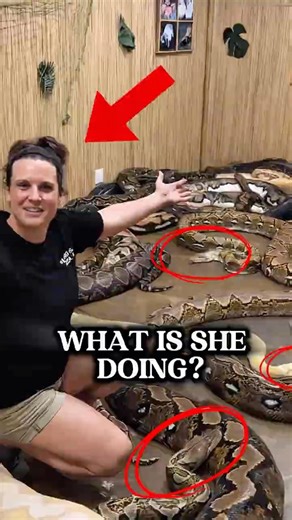 Inside the World’s Largest Snake Room 😱 Giant Reticulated Pythons Up Close! #shorts