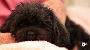 It’s tiring work, but this dog’s job is to make people happy, and she does it like a champ. (via Humankind) | Upworthy