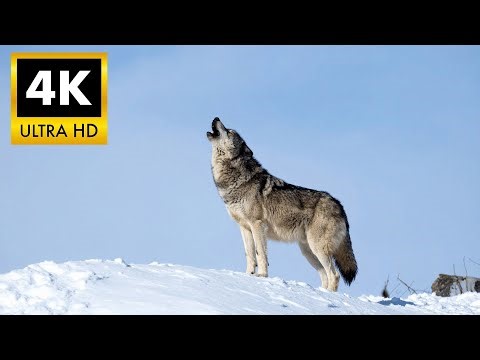 The SILENT STALKER 4K HDR: Grey Wolf in Cinematic Ultra HD | Ultimate OLED Reference