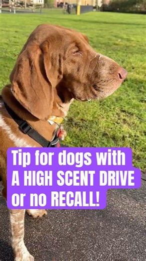 Keep track of where your dog is with these bells! Great for gundogs & hounds who like to run off