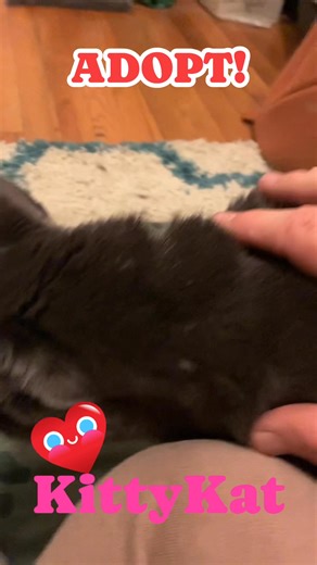 15 reactions | Adopted!! ✨Meet KittyKat!✨ This 8-year-old Russian...