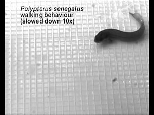 Scientists Study How We Evolved To Stand On Our Own Two Fins