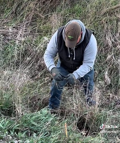 Setting traps for mink