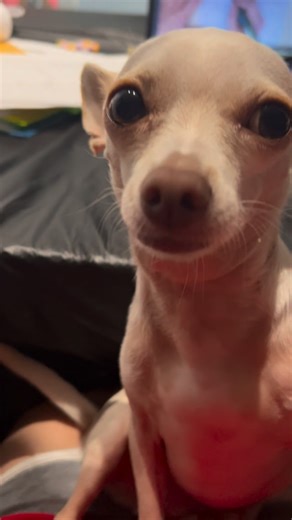 Remy ❤ on Instagram: "Remy helping with math homework. Ayudando con las tareas. #sirremingtonmartin #chihuahua #tutor #homework #cute"