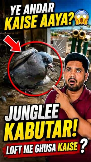 Mini Vlog 226 | Junglee Kabutar Ka Baccha Loft Me Ghus Gaya 😳