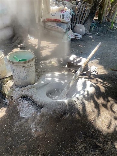 Amazing shell lime reaction after watering water 😱😱😱 #foryou #shell #lime