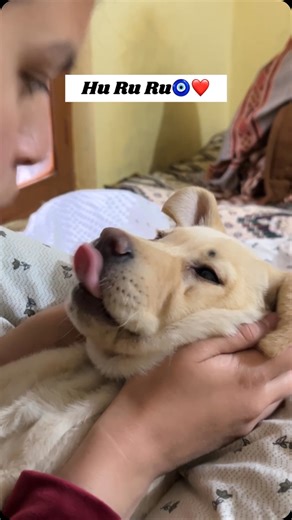 doggydose | Hu ru ru || Labra Coco || #reels #instagram #reelsinstagram #cute #labrador #doglover #dogsofinstagram #trendingreels #dogs #funnyvideos... | Instagram
