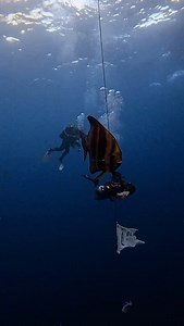 Bat Fish, Red Sea, Egypt 🇪🇬 #underwaterphotography #liveaboardlife #scubadiving | Ahmed Ali H.