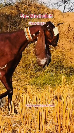 32K views · 2.1K reactions | Huzaifa goat fa @ Huzaifa goat farm 03147427101rm | Huzaifa goat farm | Facebook