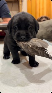 540K views · 9.4K reactions | Ghost wasn’t sure what he had or what he was suppose to do with it but he knew not to let it go 閭 #hesabadass #duckhunting #duckdog #seniorhunter #titleddogs #englishlabrador #goosehunting #birddog #puppies #cutepuppies #blacklab #yellowlab #chocolatelab #adorable #naturallyreared #rawfed #englishlabs #dogs #dogsofinsta #talesofalab #worldoflabs ##ilovedogs #dogsrule #feedrealfood #healthydogs #ghost | Chalk Pond Retrievers | Facebook