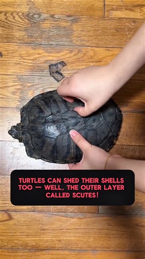 Unique Fact: Turtles Can Shed Their Shell Layers Too! #UniqueFact #TurtleFacts #AmazingAnimals #WildlifeWonder #NatureKnowledge | Animals Beyond Imagination