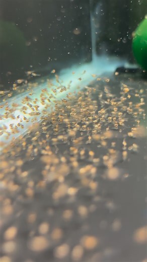 73K views · 1.6K reactions | Orange marble angelfish fry | Angel Skalar | Facebook