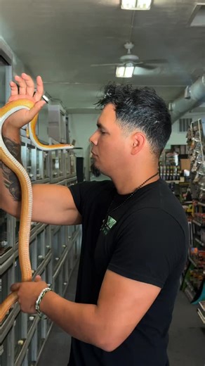 LLLReptile and Supply Co, Inc on Instagram: "Seriously some of y’all have the coolest setups I’ve ever seen. . . . #reptile #lizards"