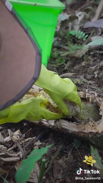 Chopping Logs and Bee Rescue in the Forest